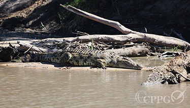 鳄鱼在河边享受日光浴